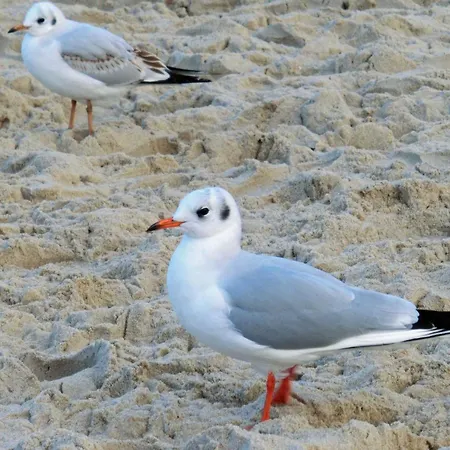 Nyaraló Ginsterweg 10 *