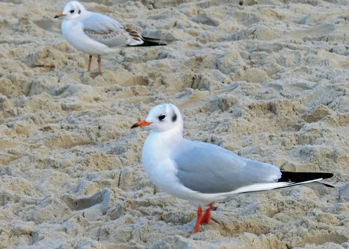 Дом отдыха Ginsterweg 10 *